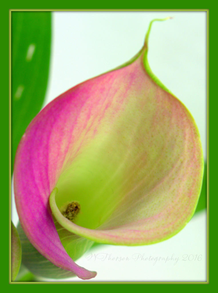 Calla Lily 3-13-2016.jpg