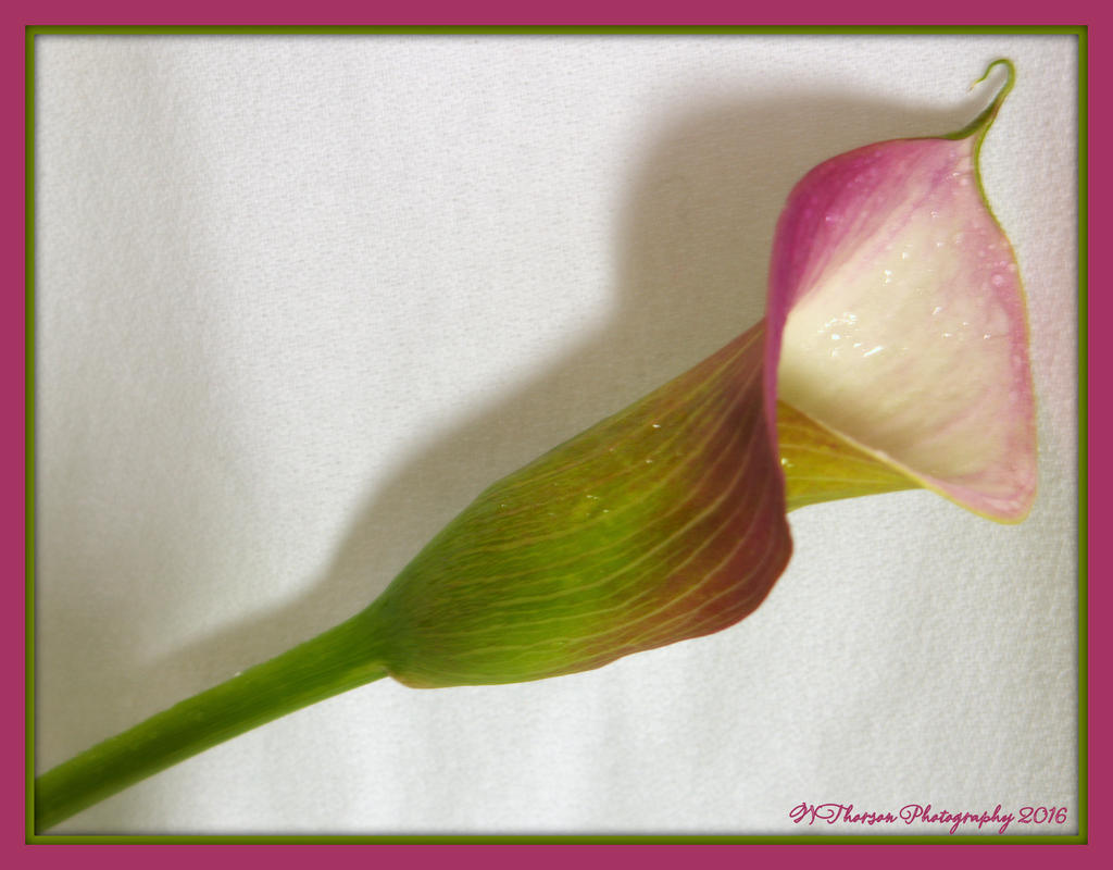 Calla Lily 3-3-2016.jpg