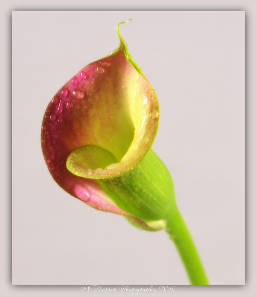 Calla Lily 4-2-2016.jpg