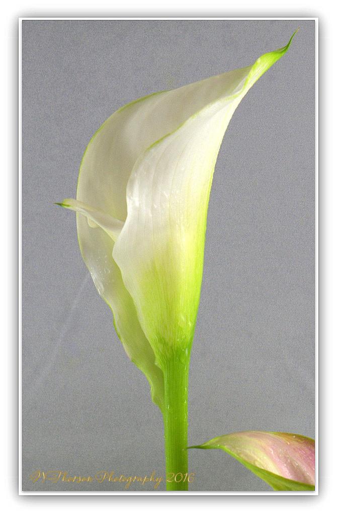 Calla Lily Close Up 5-2-2016.jpg
