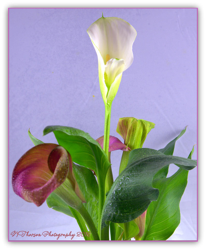 Calla Lily Plant 5-2-2016.jpg