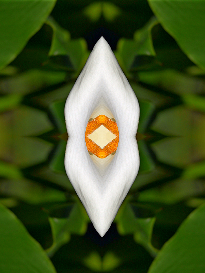Calla2.jpg