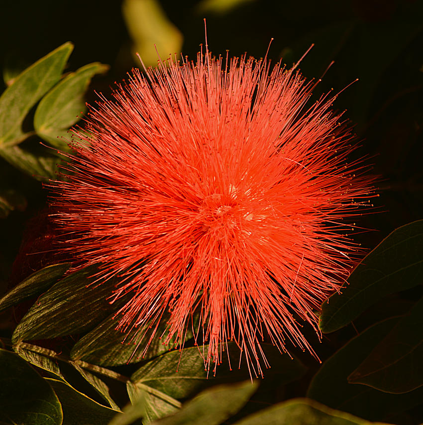 CalliandraHaematocephala06Jan2014.jpg