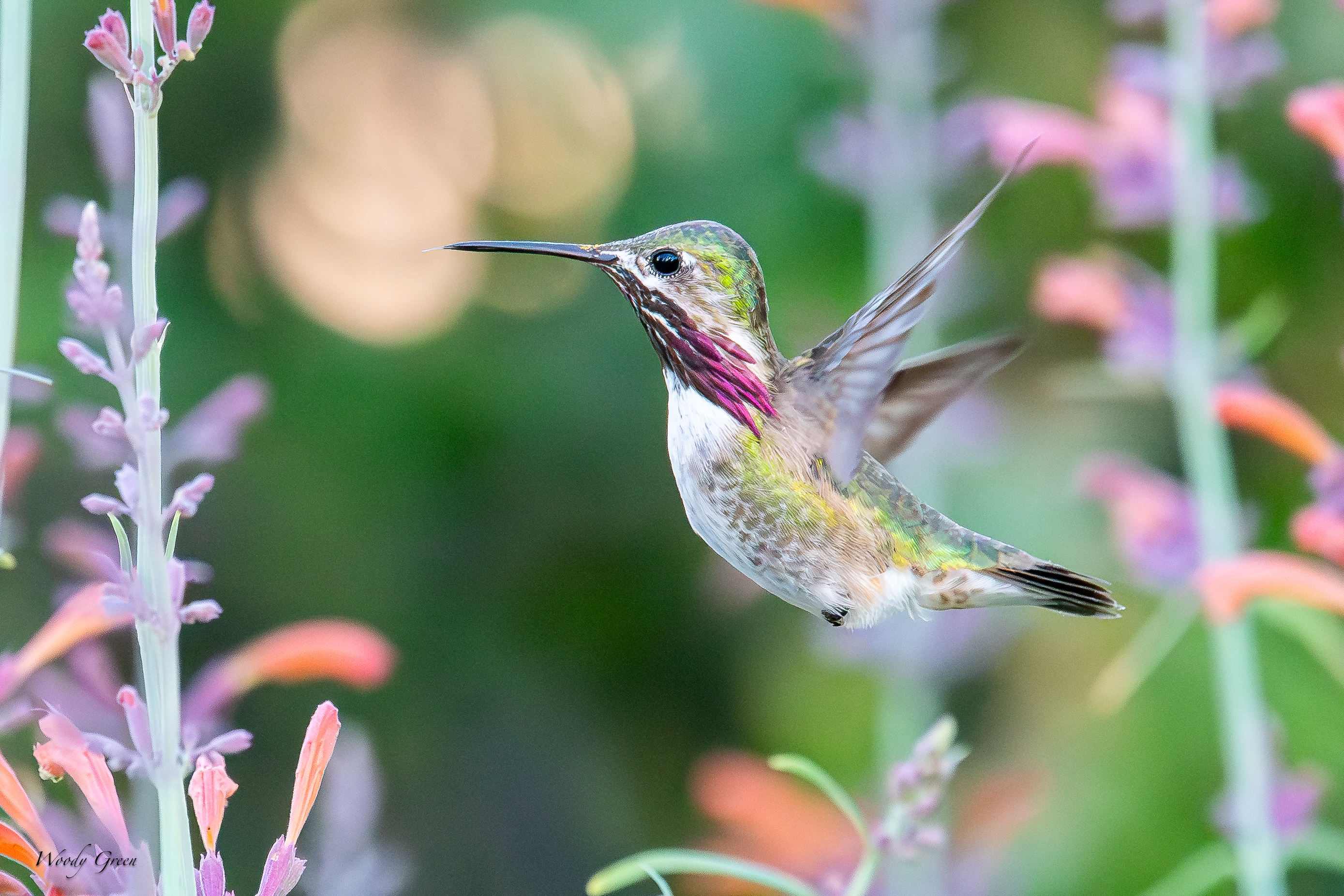 CalliopeHummer-233.jpg