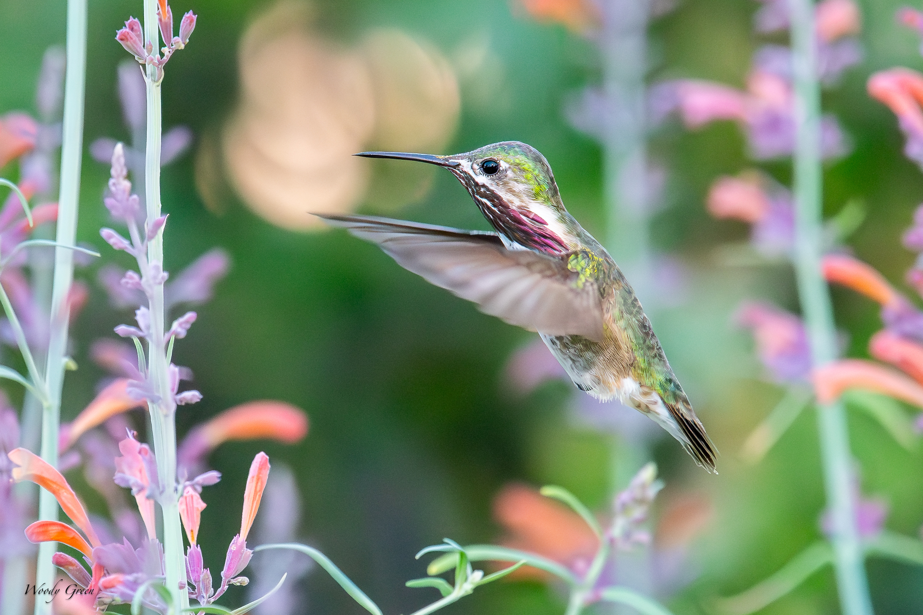 CalliopeHummer-234.jpg