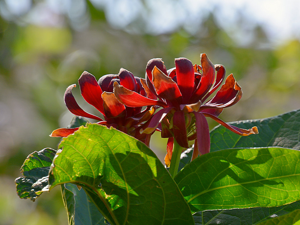 Calyanthus.jpg