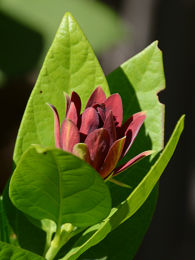 Calyanthus.jpg