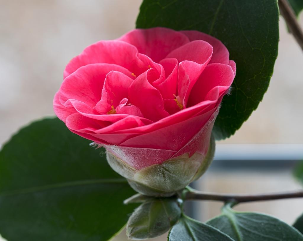 Camelia.jpg