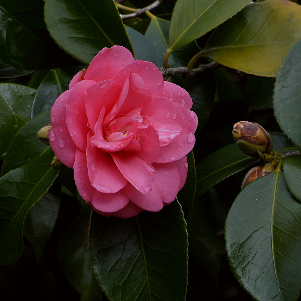 Camelia.JPG