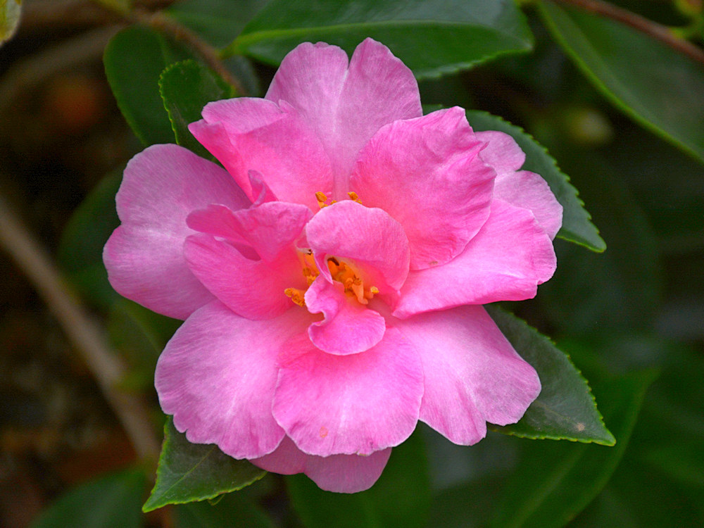 Camillia.jpg