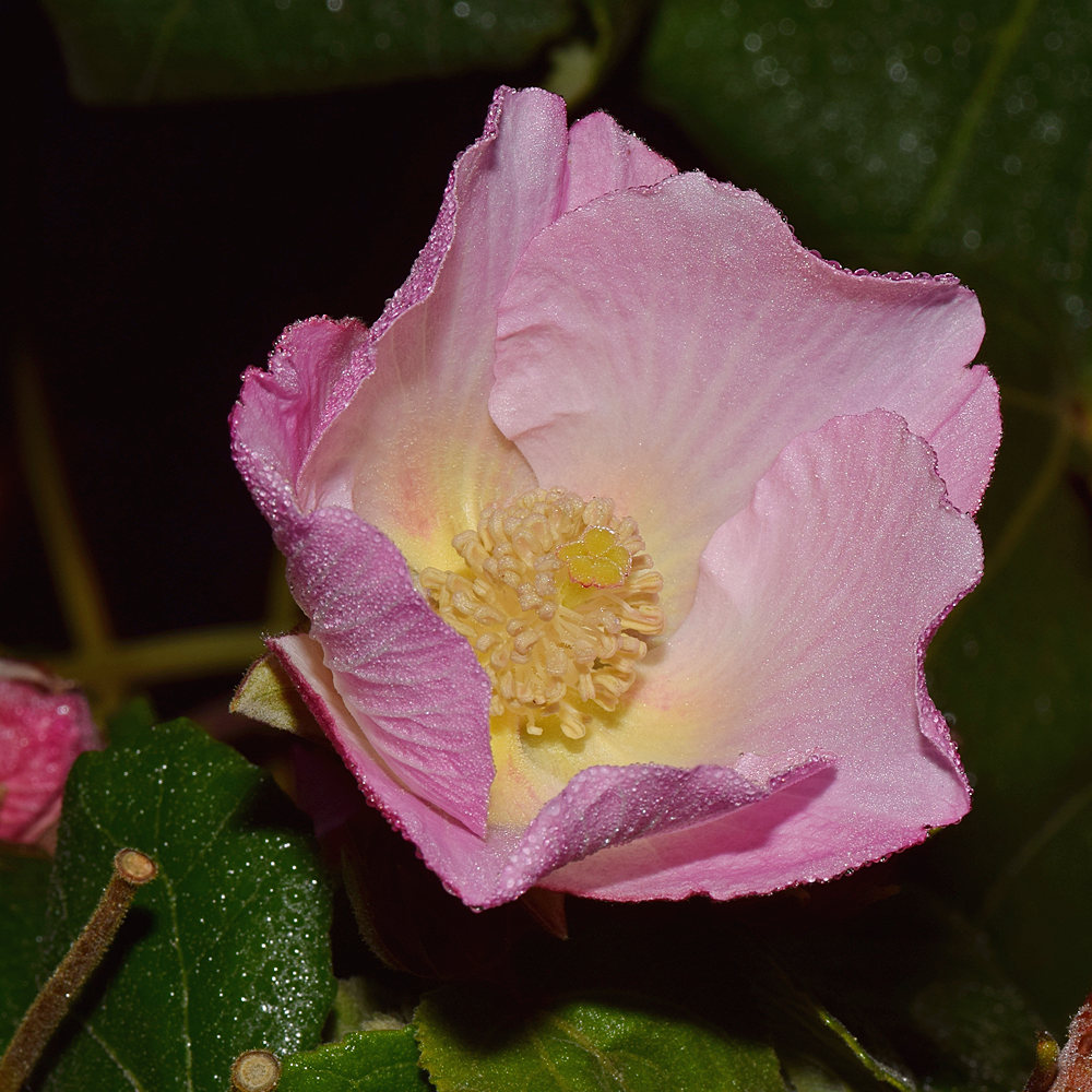 Camillia.jpg