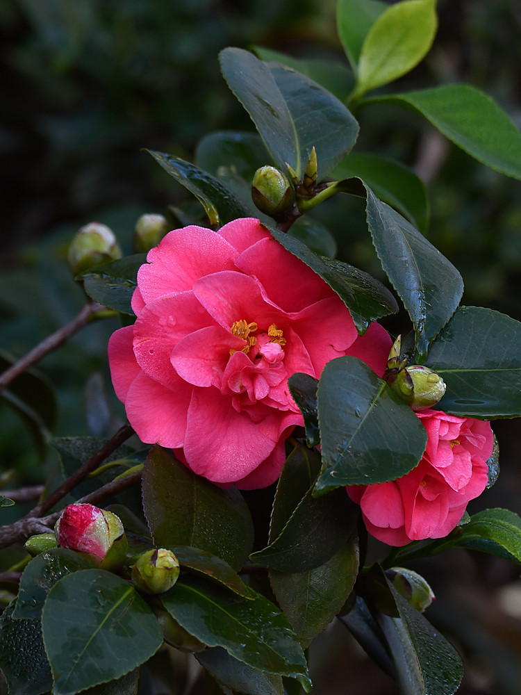 Camillia.jpg