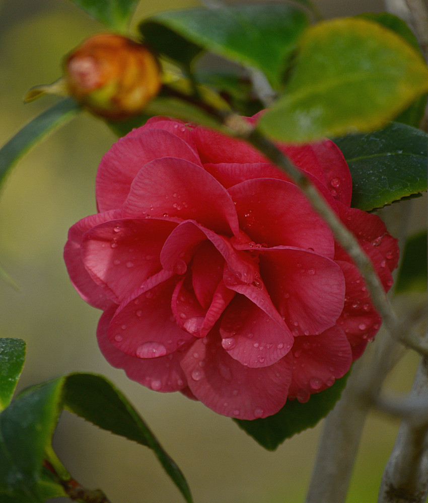 Camillia.jpg