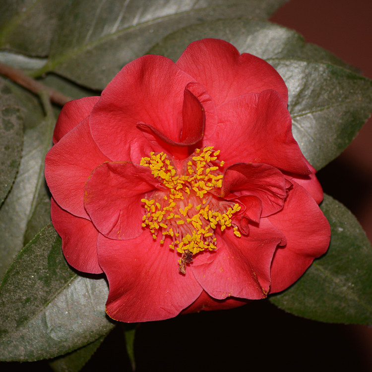 Camillia01Jan2014.jpg