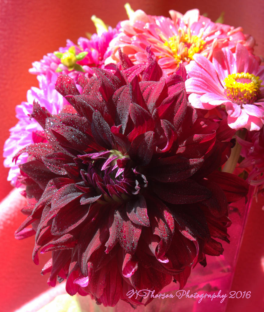 Cammie's Flowers #2 8-18-2016.jpg