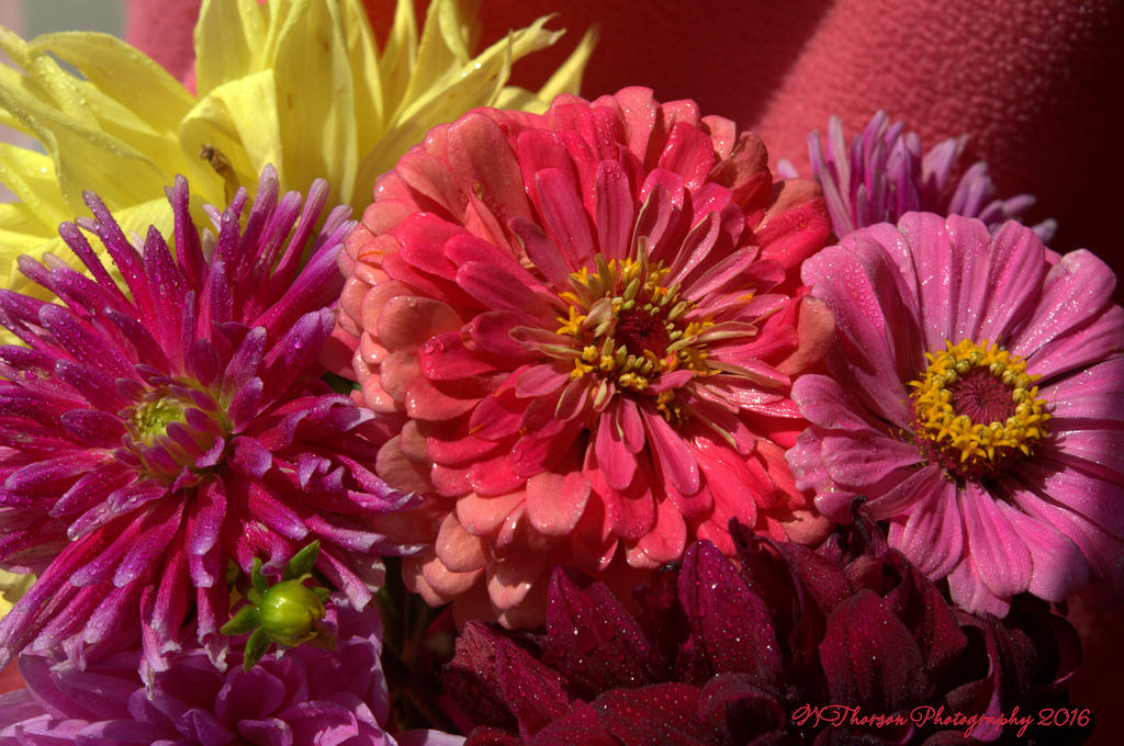 Cammie's Flowers 8-18-2016.jpg