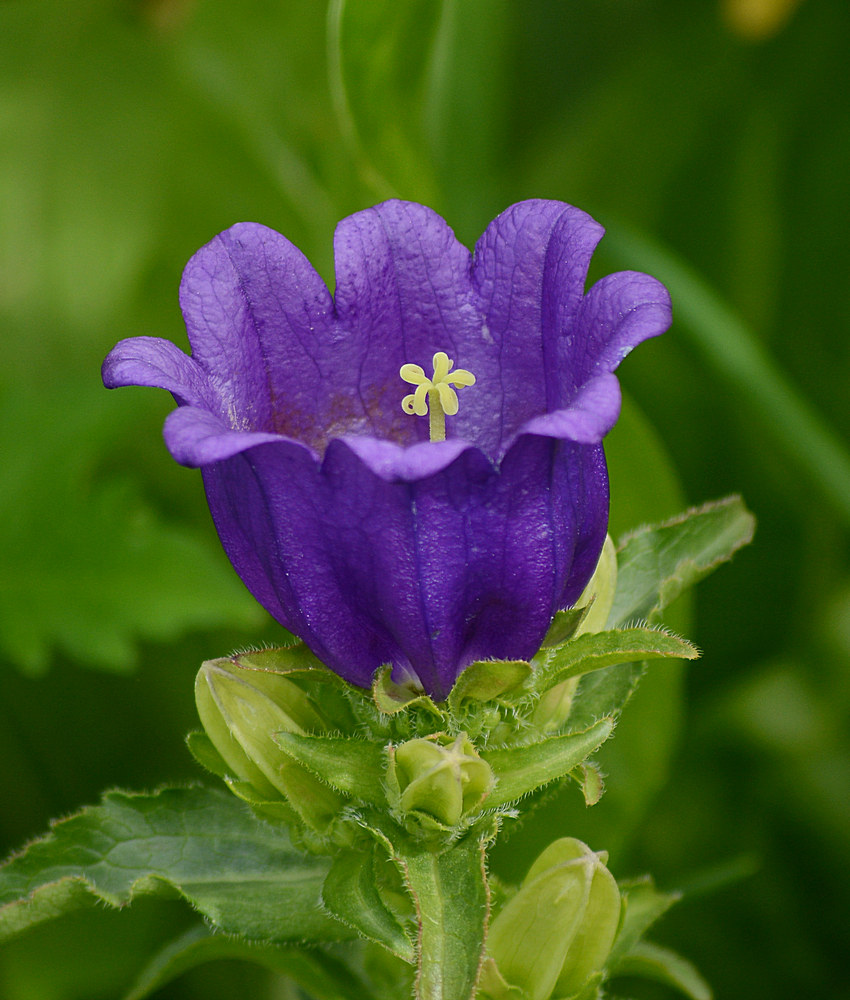Campanula.jpg