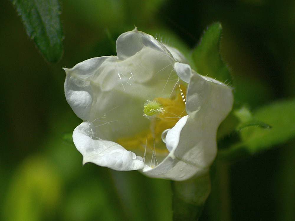 Campanula.jpg