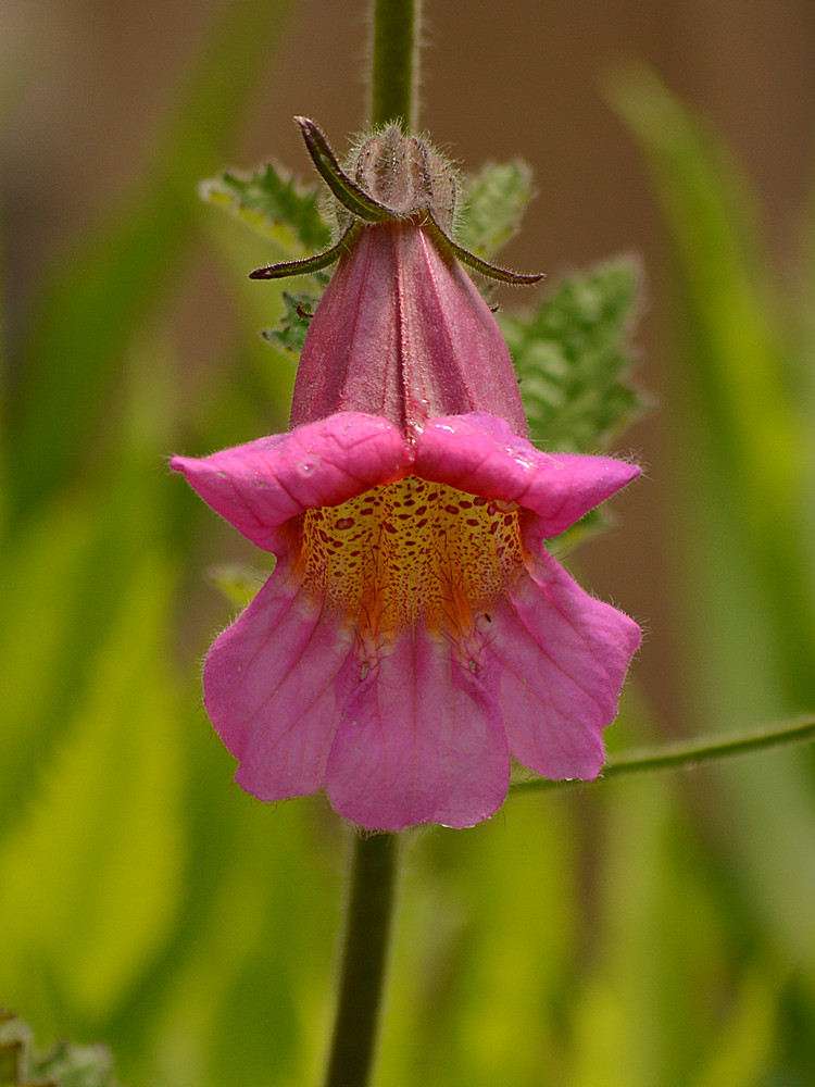 Campanula.jpg