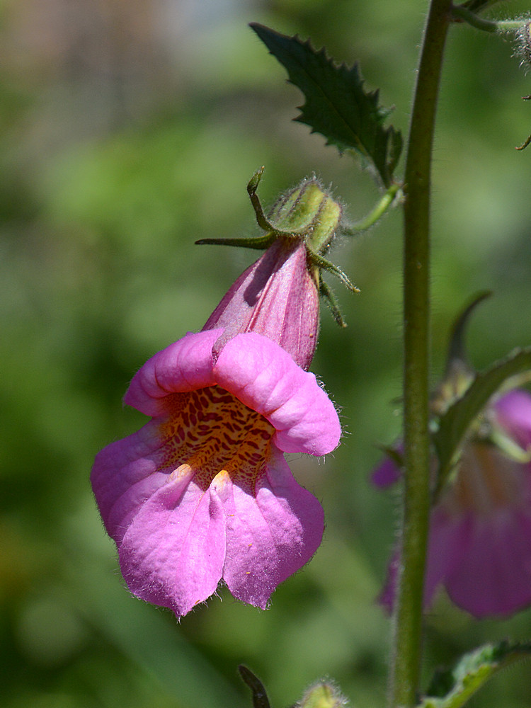 Campanula.jpg