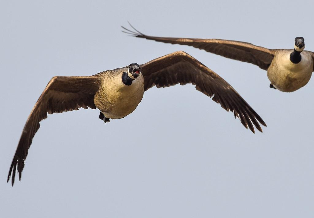 cangeese.jpg
