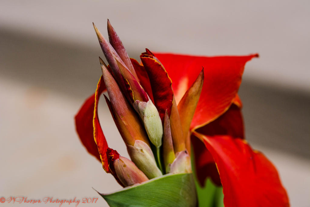 Canna Bloom #3 8-14-2017.jpg