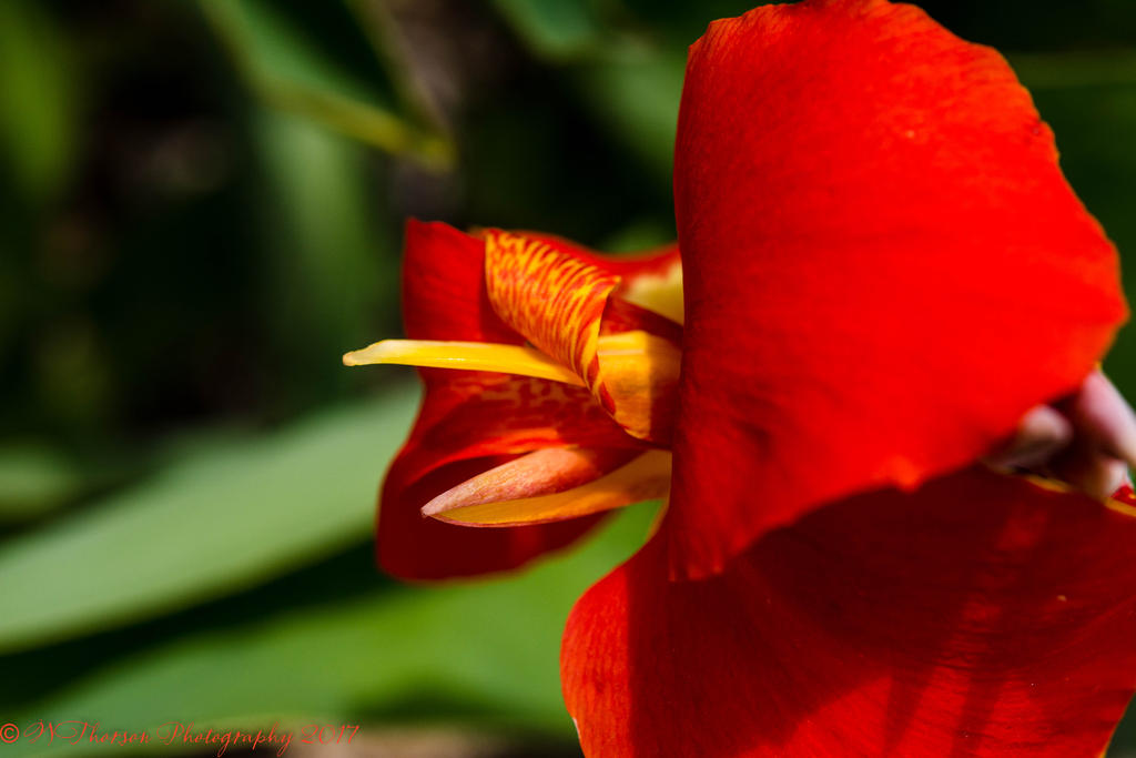 Canna Bloom 8-14-2017.jpg