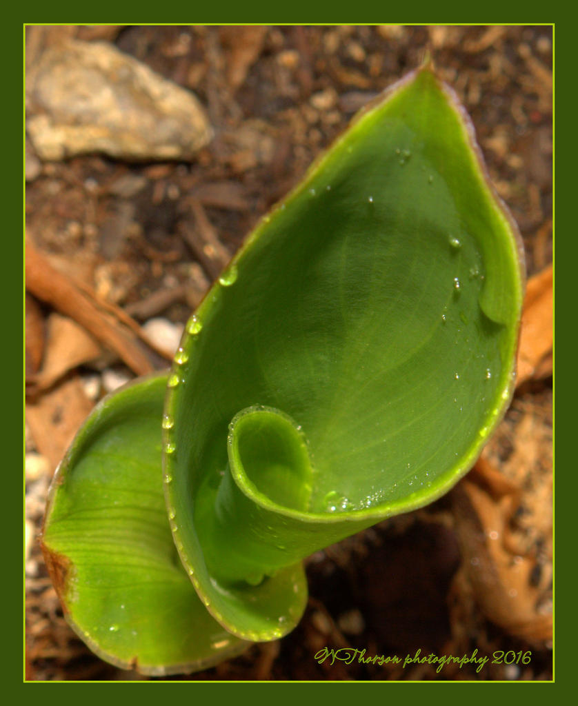Canna Bud #2 7-2-2016.jpg