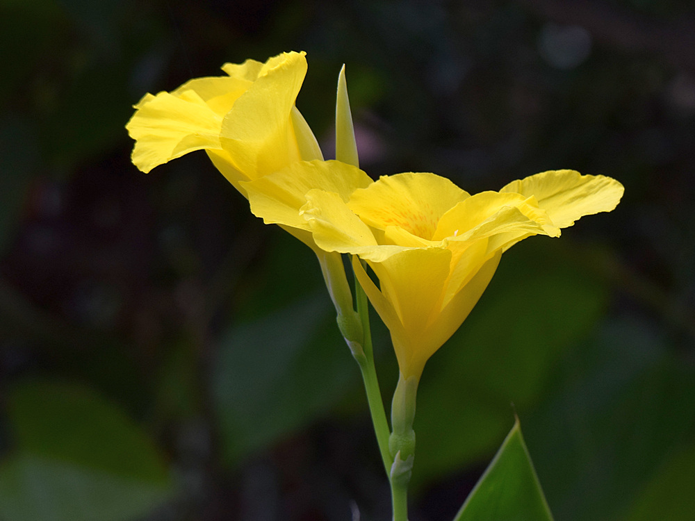 Canna.jpg