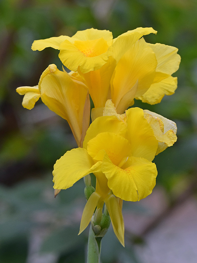 Canna.jpg