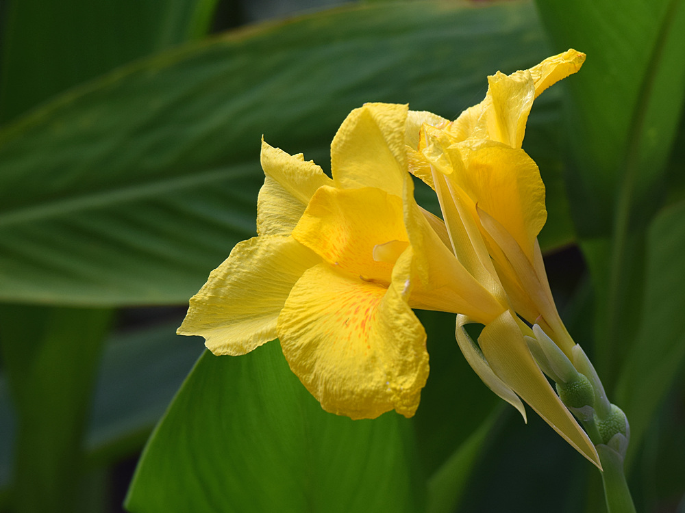 Canna.jpg