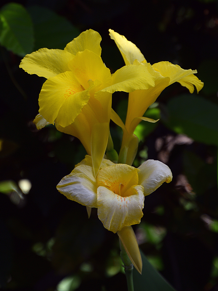 Canna.jpg