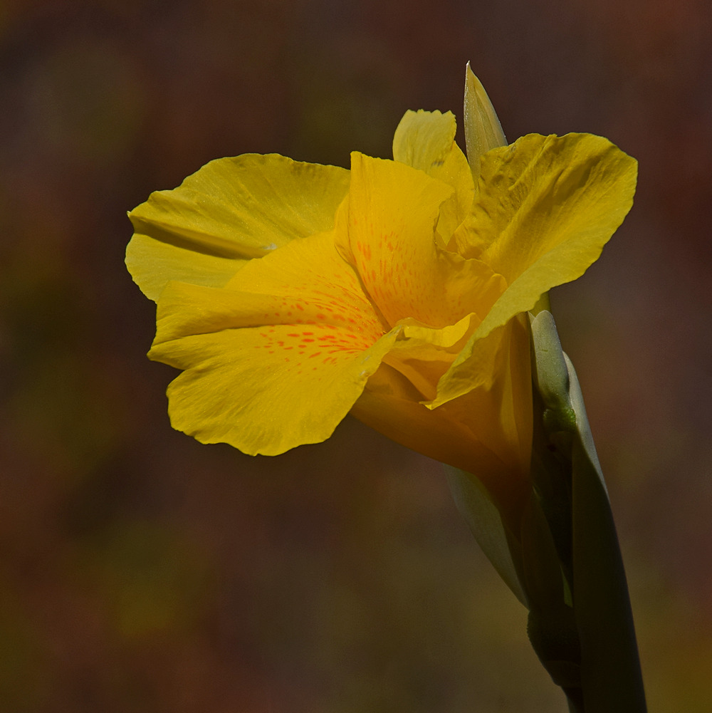 Canna.jpg