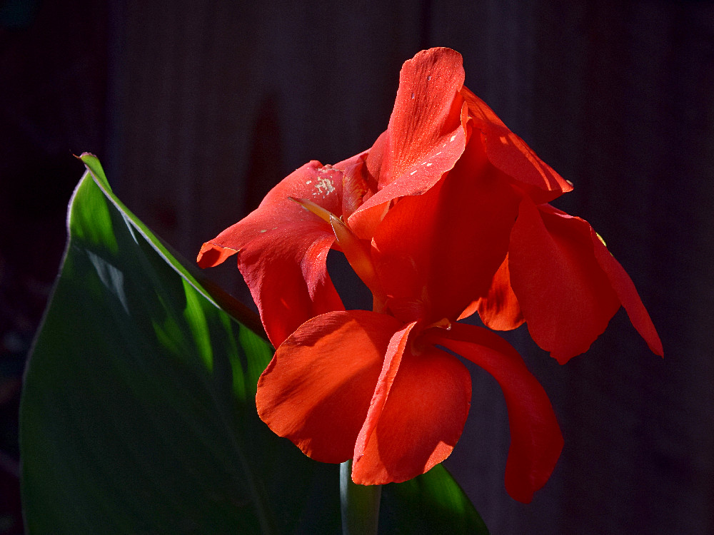 Canna.jpg