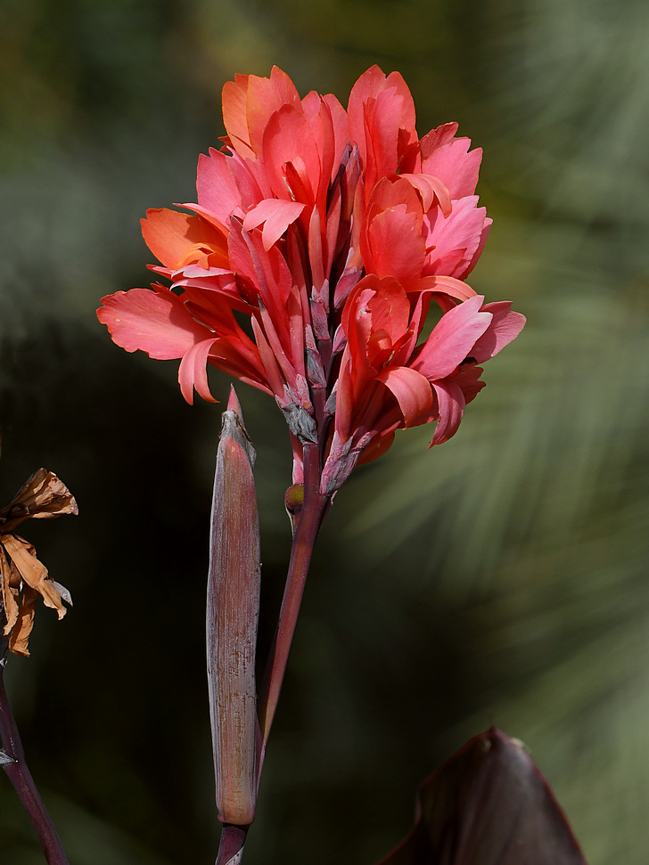 Canna.jpg