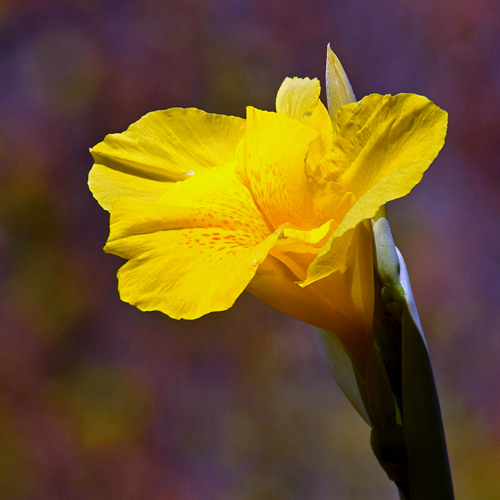 Canna2.jpg