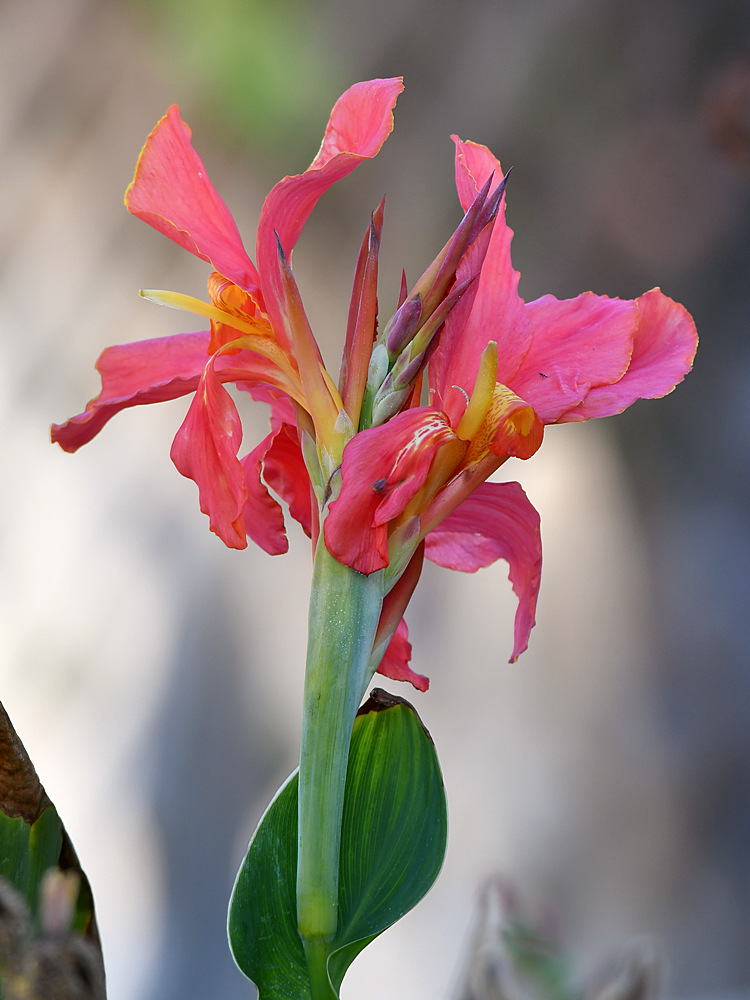 Canna2.jpg