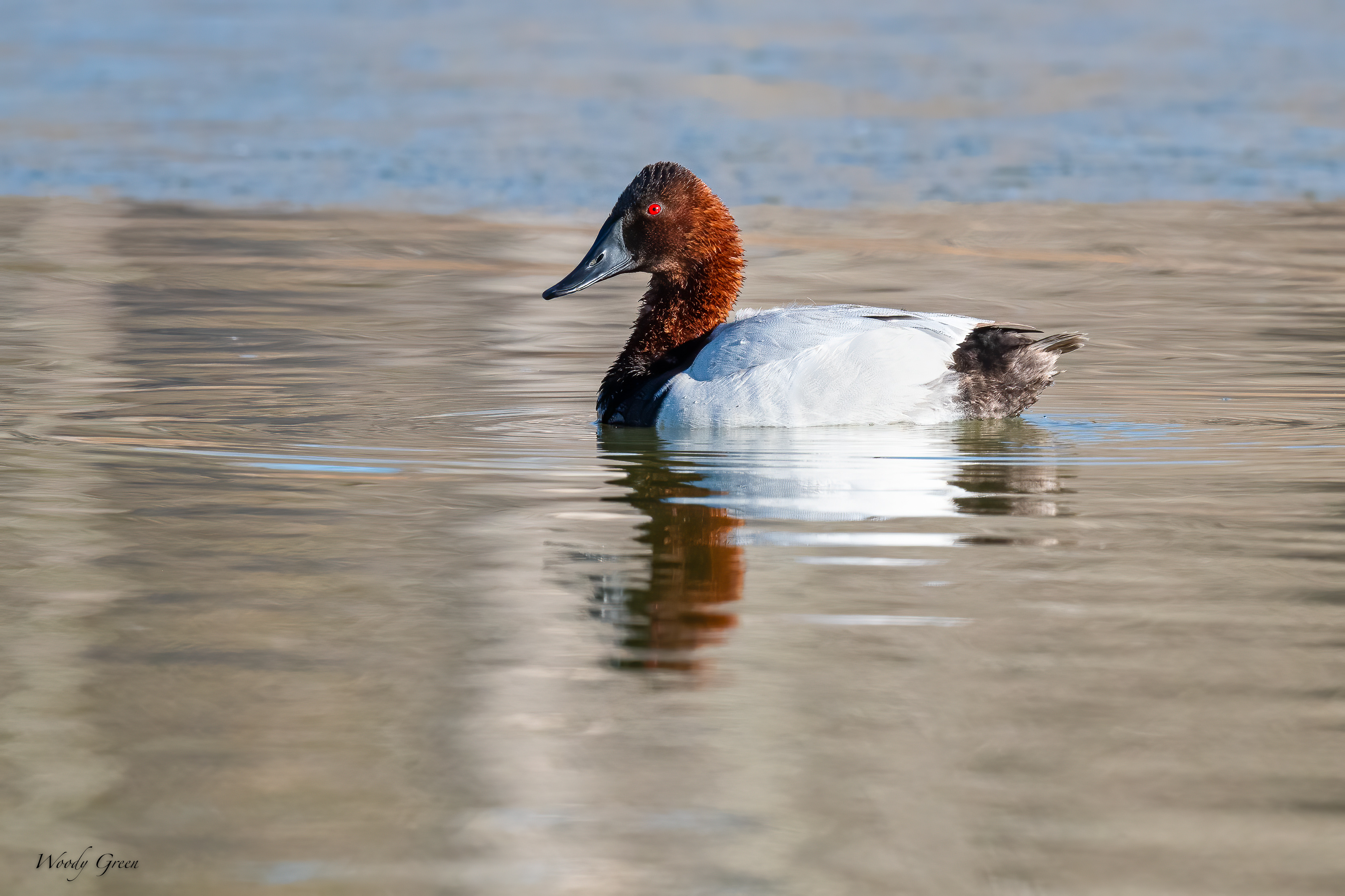 Canvasback-582.jpg