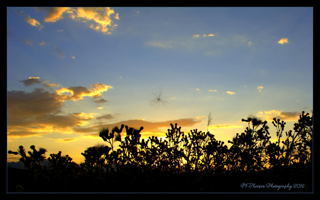 Captured Seed in the Sunset 6-22-2016.jpg