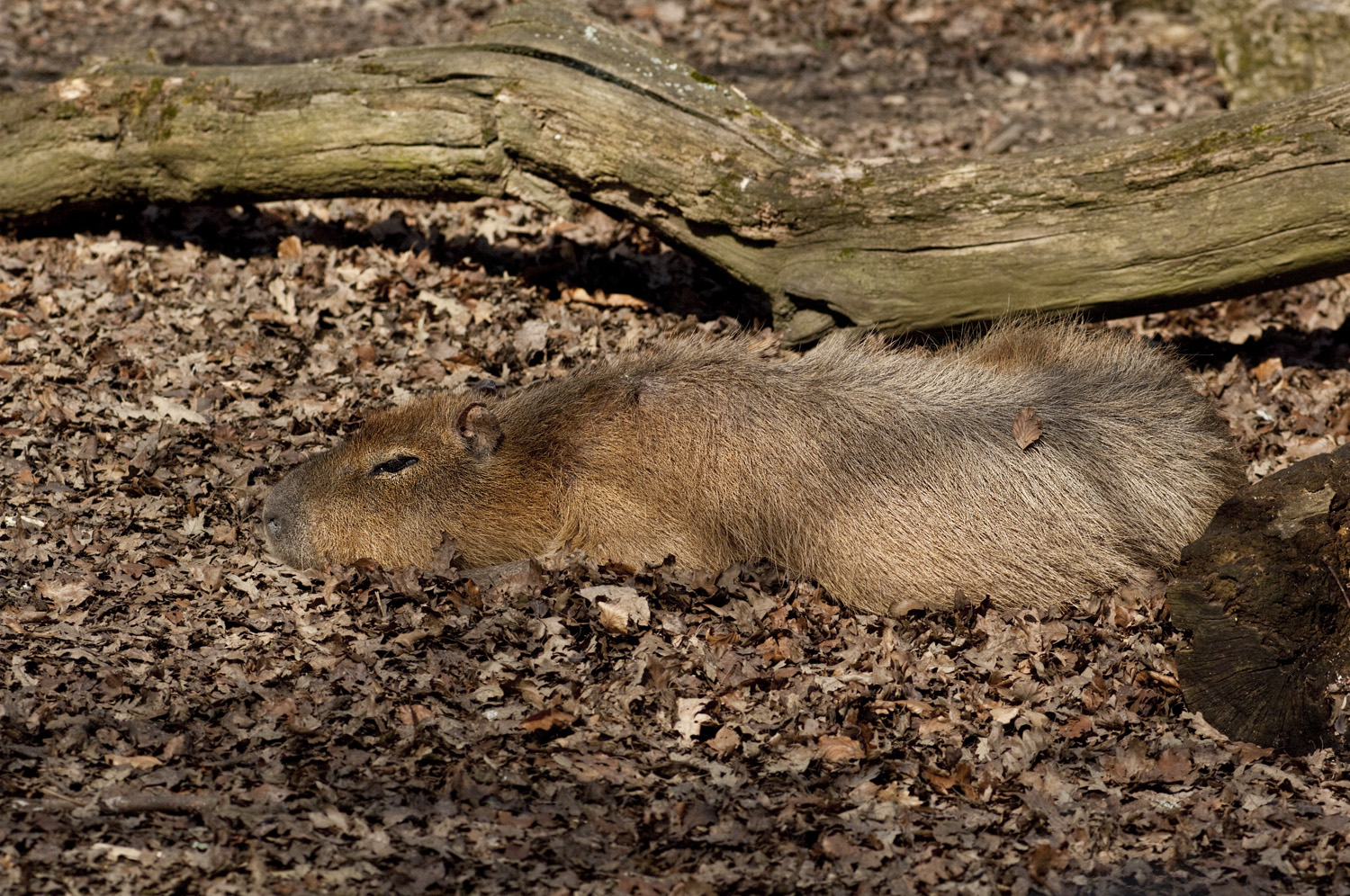 Capybara 2.jpg