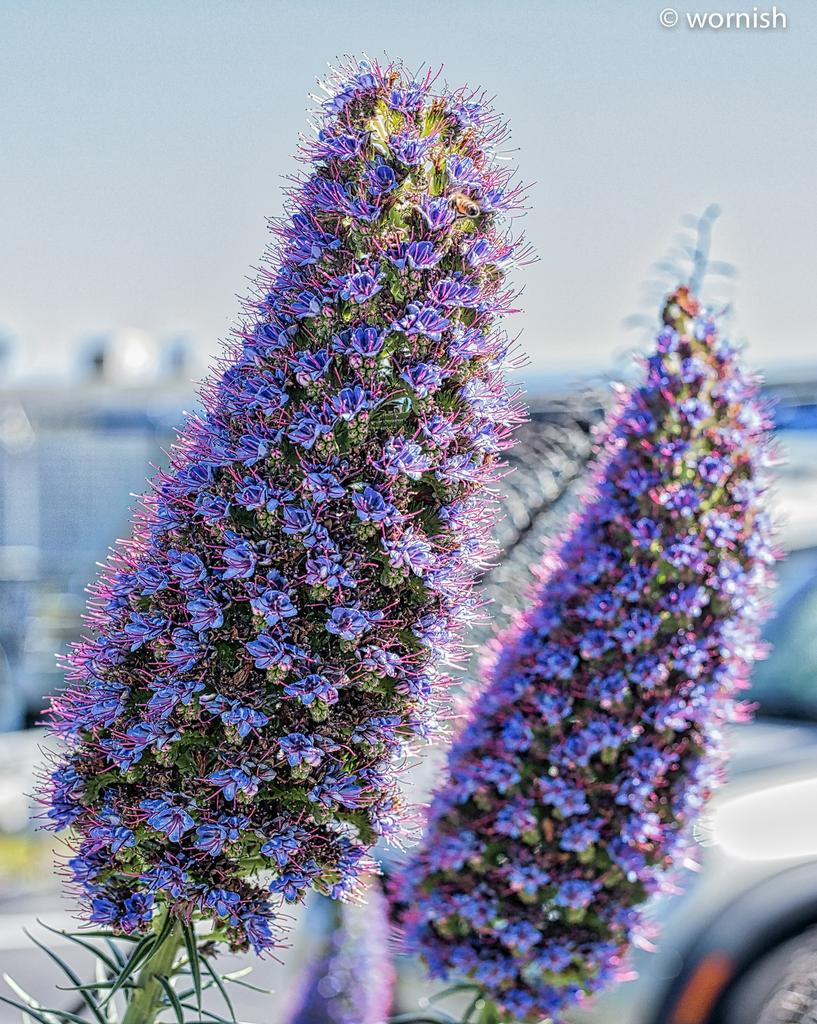 Car Park Flower.jpg