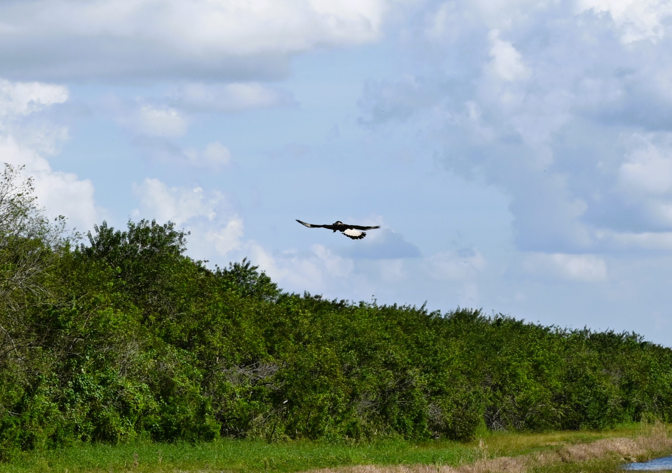 caracara snake road 1.JPG