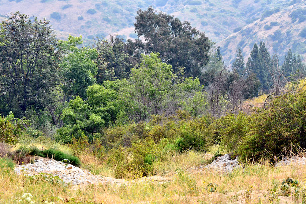 CarbonCanyon.jpg