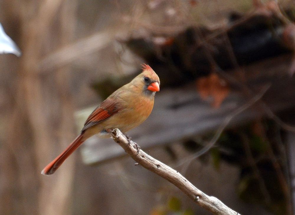 cardinal 1 - 1000.jpg