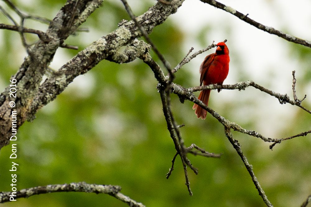 Cardinal-5334.jpg