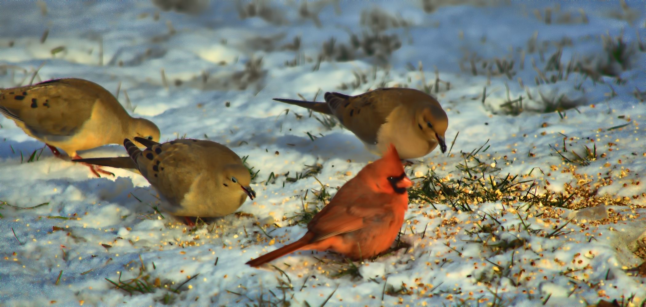 cardinal at the feeder 2100.jpg