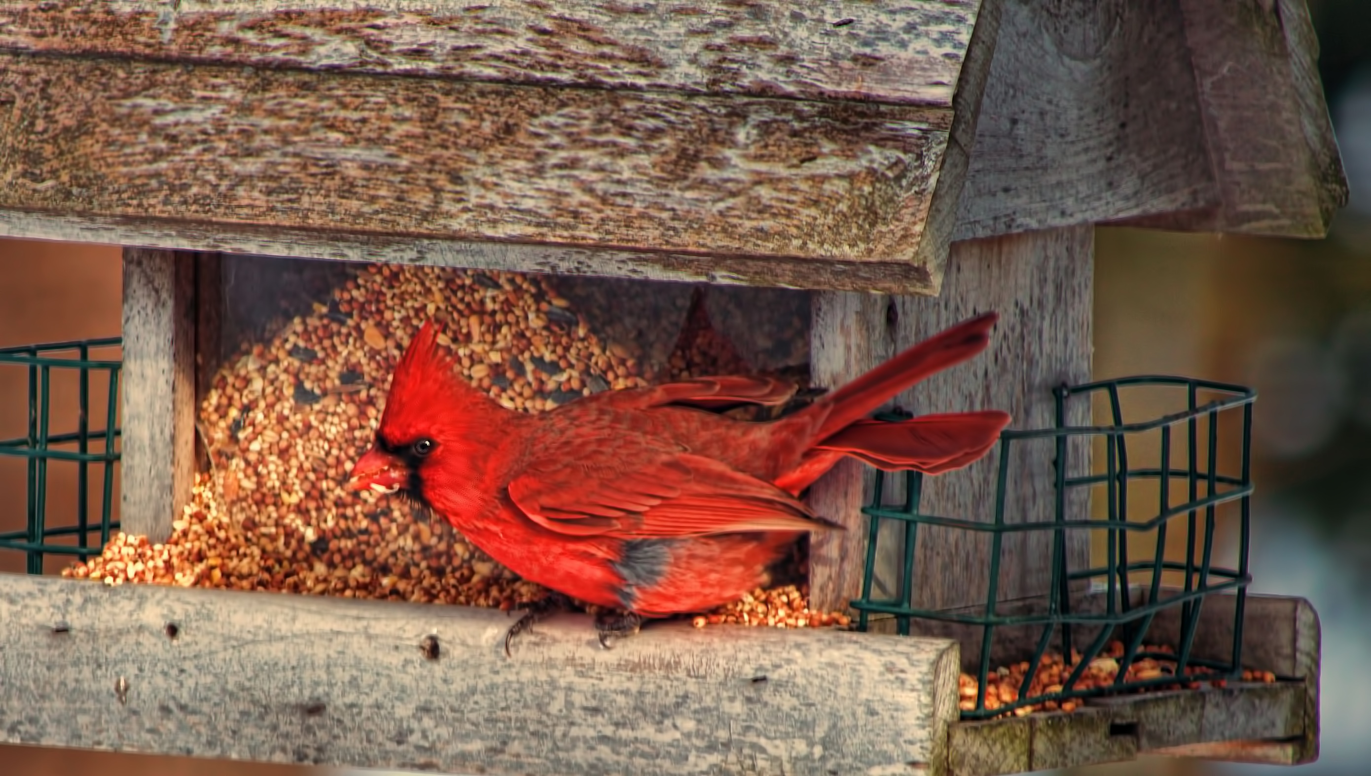 cardinal in feeder.jpg