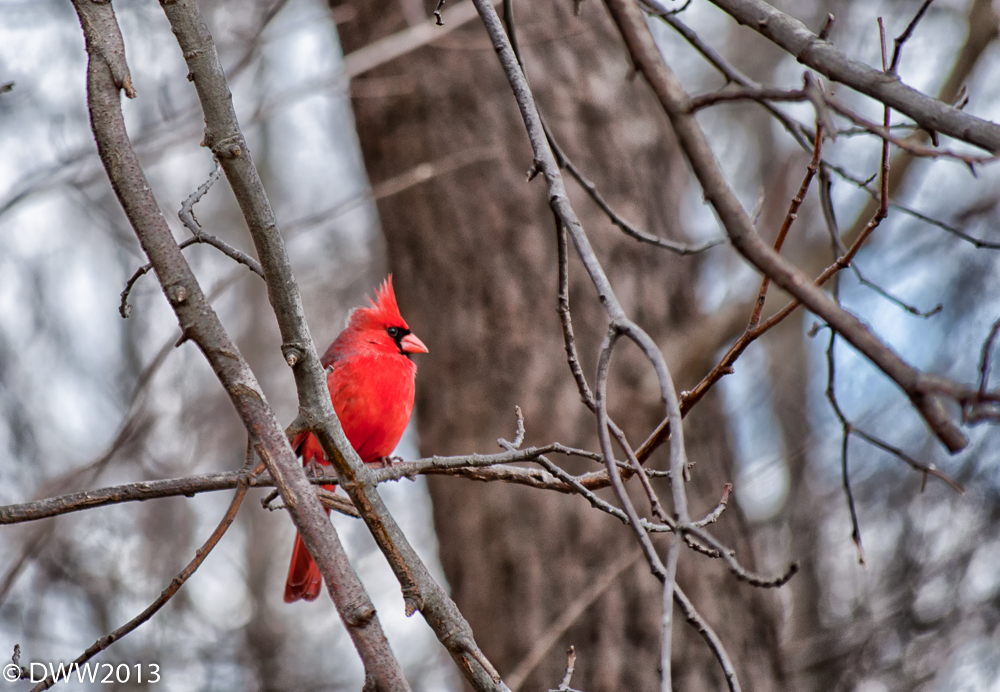 Cardinal.jpg