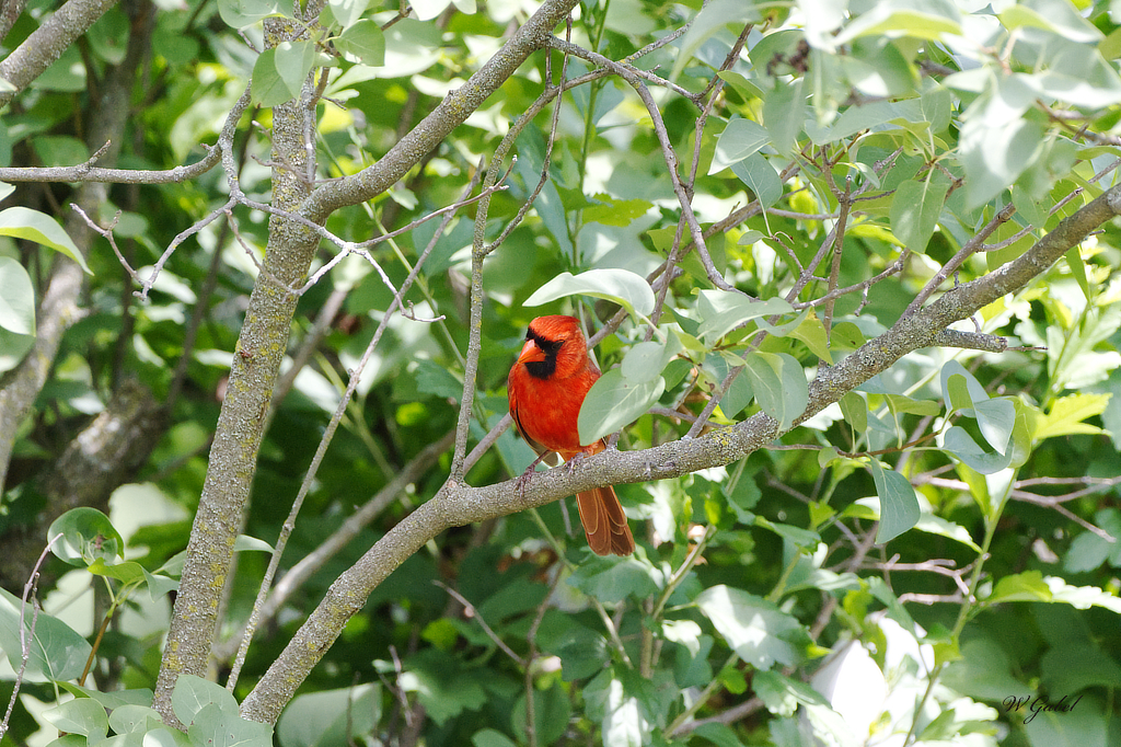 cardinal sm.jpg