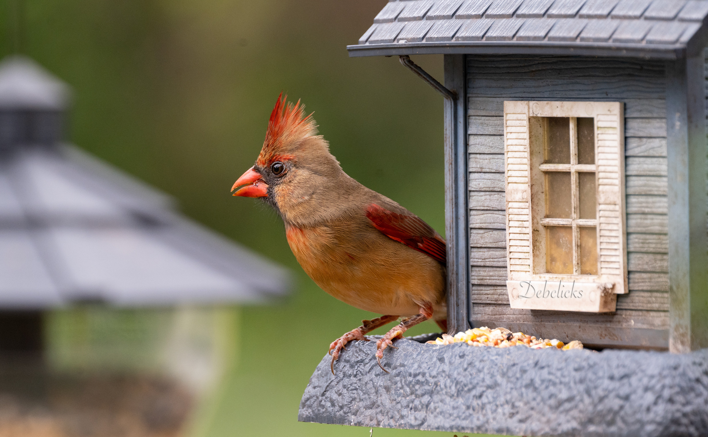 cardinal1.jpg